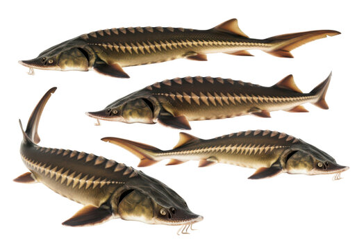 Four sturgeon fish swimming in formation, detailed view of large ancient fish with bony plates on transparent background.