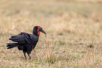 A southern ground hornbill walks across short dry grass its red face. Masai Mara National Reserve Kenya. © TheStorygrapher