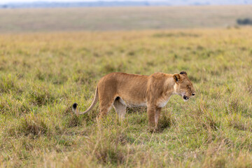 A lioness walks in profile across the open grassland. Masai Mara National Reserve Kenya. © TheStorygrapher