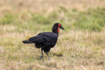 A southern ground hornbill strides across open grassland its red. Masai Mara National Reserve Kenya. © TheStorygrapher