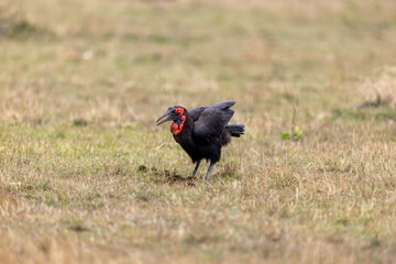 A southern ground hornbill raises its wings while foraging. Masai Mara National Reserve Kenya. © TheStorygrapher