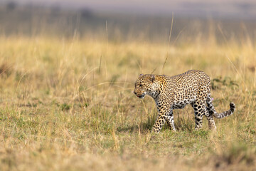 A leopard strides across open short grass with its tail curled. Masai Mara National Reserve Kenya. © TheStorygrapher