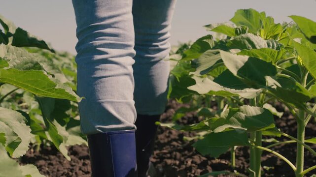 farmer touches green leaf sunflower, farmer walks rubber boots along rows crops farm, agriculture, europe, beautiful landscape, weeds, boots, farmer, rows young, concept sunlight, sunflower farm field