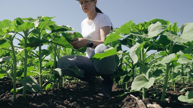 farmer touches green leaf sunflower, farmer walks rubber boots along rows crops farm, agriculture, scene springtime, young sunflower, agriculture business lifestyle concept, green sunflowers field