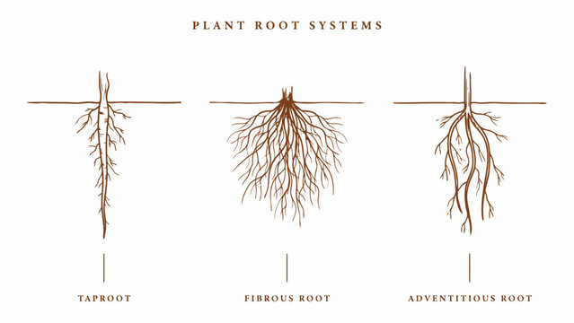Educational diagram showing three different types of plant root systems including taproot fibrous root and adventitious root structures on a white background