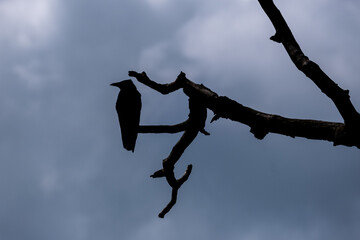 Silhouette de corbeau sur une branche © MARC MEINAU