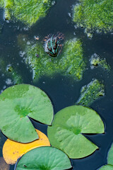 Grenouille à la surface d'une mare © MARC MEINAU