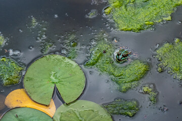 Grenouille à la surface d'une mare © MARC MEINAU