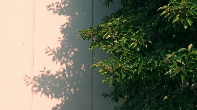夕方の風に揺れる木の葉と影　ナチュラルな自然風景