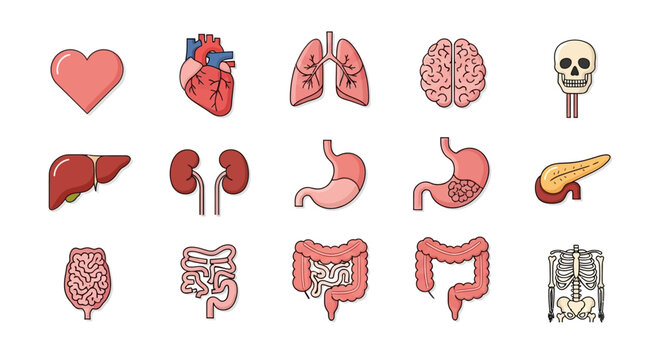 Human Internal Organs Set.
