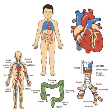 Human Anatomy Vector Art Collection for Medical Education