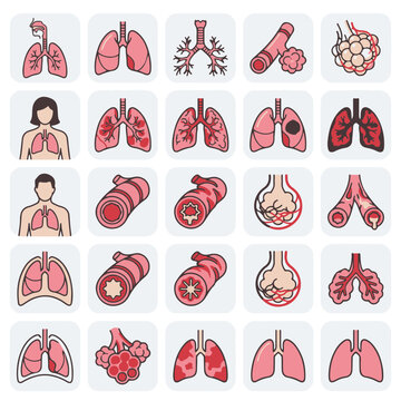 Respiratory System Icons Set Lungs Bronchi Alveoli and Trachea Health Icons