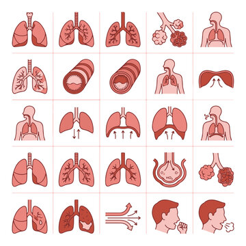 Respiratory System Anatomy Icons Set Lung Health Medical Science