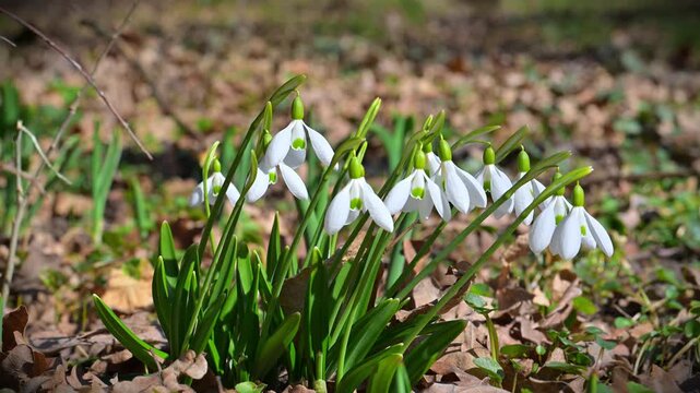 Galanthus nivalis is the most widespread species of the genus Galanthus, commonly occurring in gardens and deciduous forests.