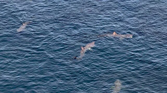 Aerial view of basking sharks at Muckross Head ,Donegal - Ireland