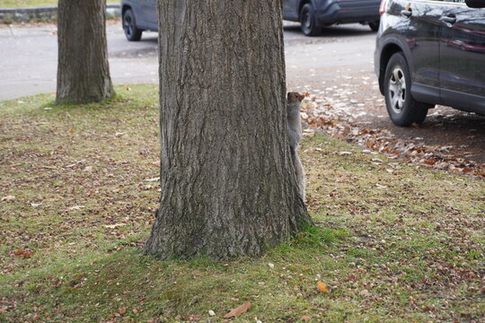 squirrel on the bark of a tree in a park