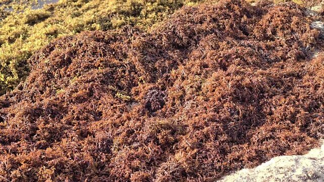 Playa del Carmen, Mexico: 29.6.2026: Large amounts of sargassum seaweed washed onto a Caribbean beach in Playa del Carmen, Mexico, with fishing and recreational boats anchored offshore. Environmental 