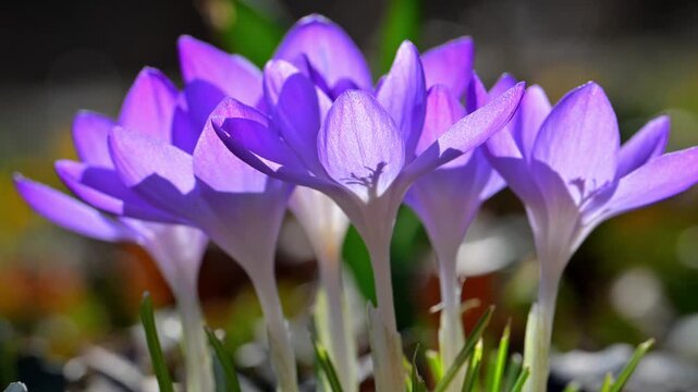 Early spring flowering of the Tommasini's crocus (Crocus tommasinianus)