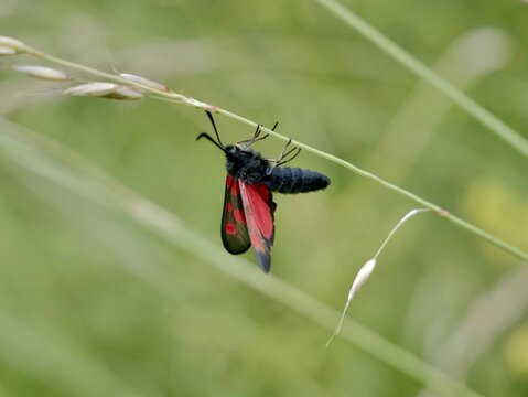 Six-spot burnet (Zygaena filipendulae) in Sweden, summer
