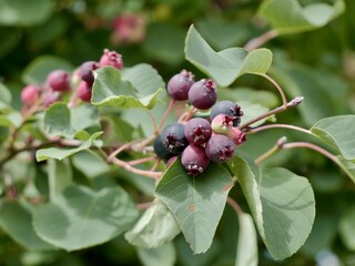 Saskatoon berry (Amelanchier alnifolia 'FK ALVDAL E') with ripe fruits in Sweden © Yaroslav Ivanovych