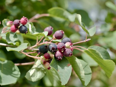 Saskatoon berry (Amelanchier alnifolia 'FK ALVDAL E') with ripe fruits in Sweden