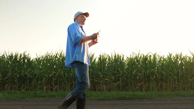 senior male farmer walks through corn field, man uses digital tablet agriculture, farmer inspects crop, agronomist engineer works with hand digital tablet, man walks rubber boots across field with