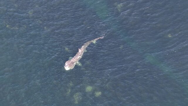 Aerial view of basking sharks at Muckross Head ,Donegal - Ireland