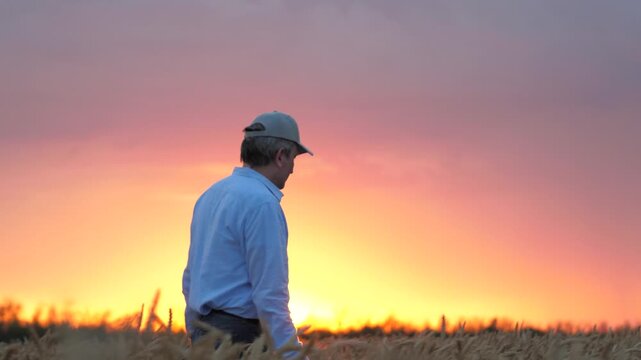 agriculture, wheat field, golden wheat farm field sunset, farmer working wheat field sunset, love land, farmer knows secrets growing crops, not afraid difficulties, farmer ready devote life such