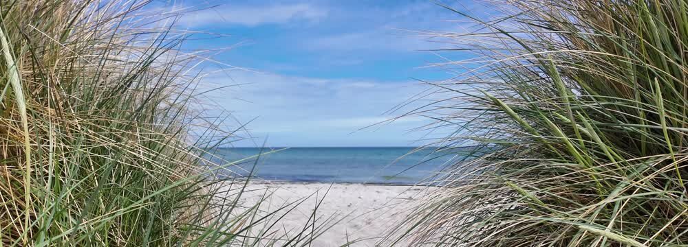 frame from dune grass isolated on blurred bealtic sea sand beach background, landscape banner with copy space for travel, vacation and beach holiday, stakendorf, germany