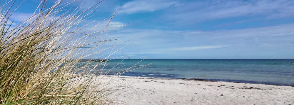 border of dune grass isolated on blurred bealtic sea sand beach background, landscape banner with copy space for travel, vacation and beach holiday, stakendorf, germany