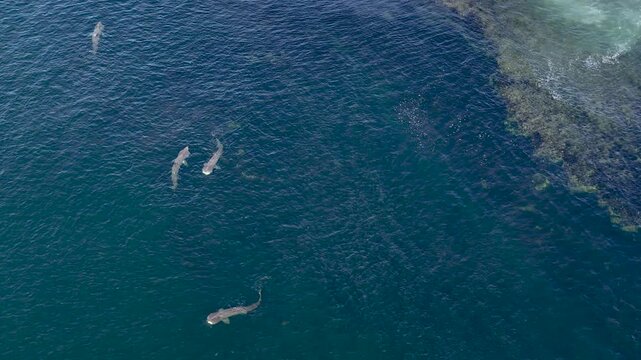 Aerial view of basking sharks at Muckross Head ,Donegal - Ireland