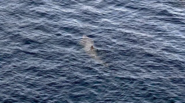 Aerial view of basking sharks at Muckross Head ,Donegal - Ireland