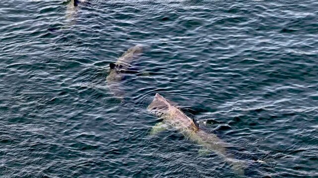 Aerial view of basking sharks at Muckross Head ,Donegal - Ireland