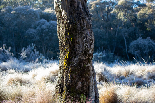 Tree Trunk Surrounded By Frosty Grass