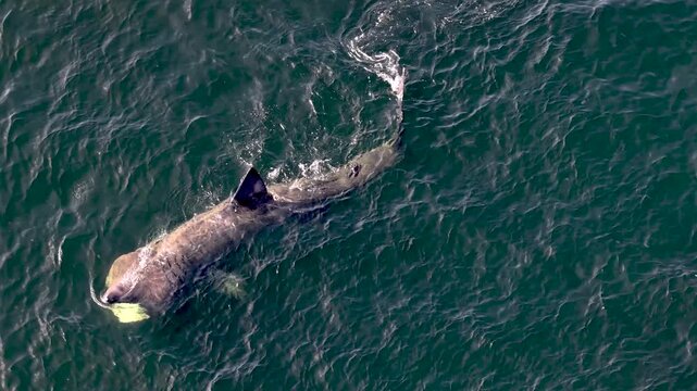 Aerial view of basking sharks at Muckross Head ,Donegal - Ireland