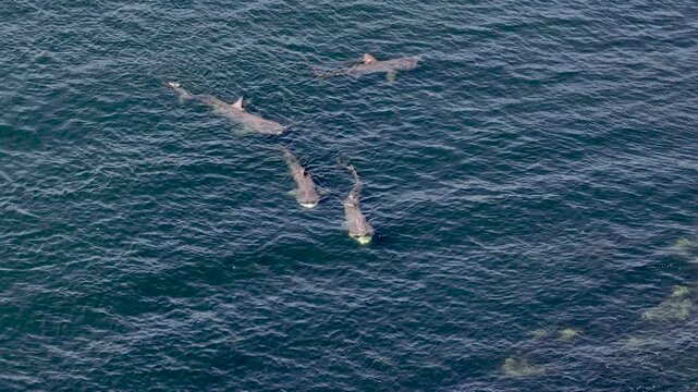 Aerial view of basking sharks at Muckross Head ,Donegal - Ireland