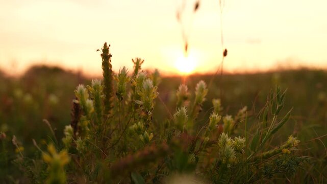 Sunset over blooming meadow, Golden hour in nature, Peaceful wildflowers at dusk, Sunrise field with dewy flowers, Wild meadow bathed in evening light, Tranquil rural landscape at sunset, Soft