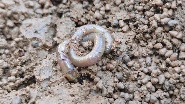 Earthworms Digging In Wet Soil. Large worms crawl into making holes in the black soil, where the worms are. Moist, living substrate. biodiversity and vitality. bugs. Invertebrates. environment.