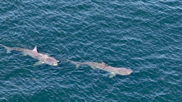 Aerial view of basking sharks in Donegal Bay - Ireland
