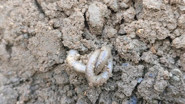 Earthworms Digging In Wet Soil. Large worms crawl into making holes in the black soil, where the worms are. Moist, living substrate. biodiversity and vitality. bugs. Invertebrates. environment.