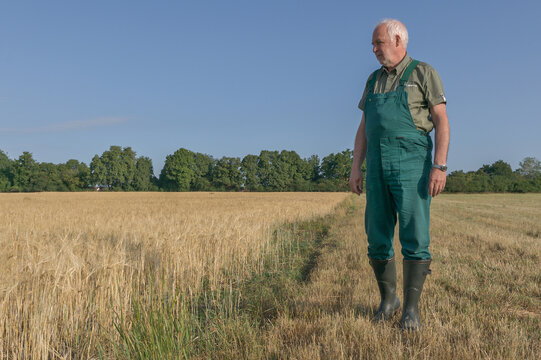 A farmer walks across a parched meadow. Worried, he looks at the stunted, small-growth grain field. The ears of wheat are not even knee-high and the kernels are underdeveloped.
