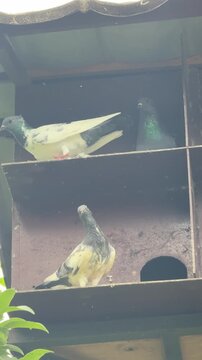 Two domestic pigeons perched in a wooden outdoor dovecote loft