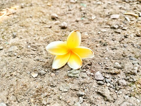 frangipani plumeria flower on the dirty dirt