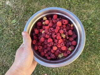 Fresh raspberries on white plate © Oleg