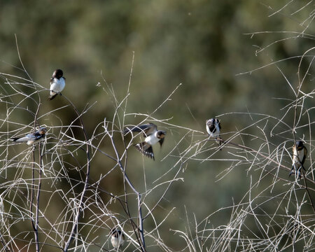 golondrinas comunes (Hirundo rustica) interactuando y posadas sobre finas ramas secas. Se aprecian varios individuos en reposo y uno de ellos capturado en pleno vuelo con las alas y la cola desplegada