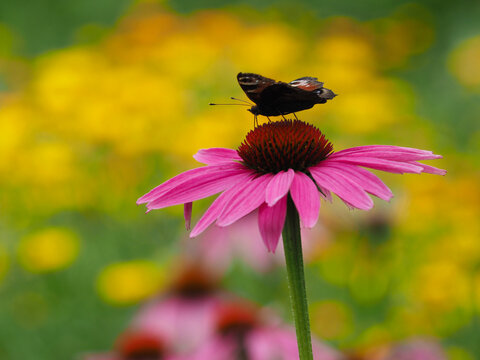 Roter Sonnenhut im Blumengarten	mit Schmetterling
