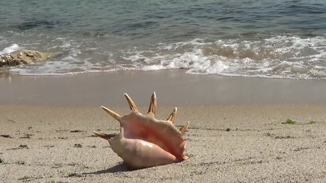 shell on the beach