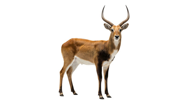 Brown antelope with long curved ridged horns and white underbelly standing on white background
