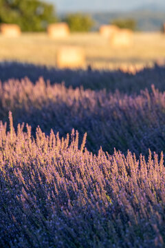 Fragrant Purple Blooming Lavender Growing in Fields on the Valensole Plateau, Provence, France