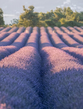 Fragrant Purple Blooming Lavender Growing in Fields on the Valensole Plateau, Provence, France